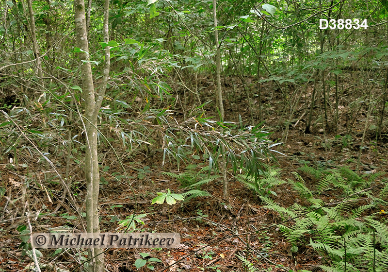 Southeastern Mixed Forests 